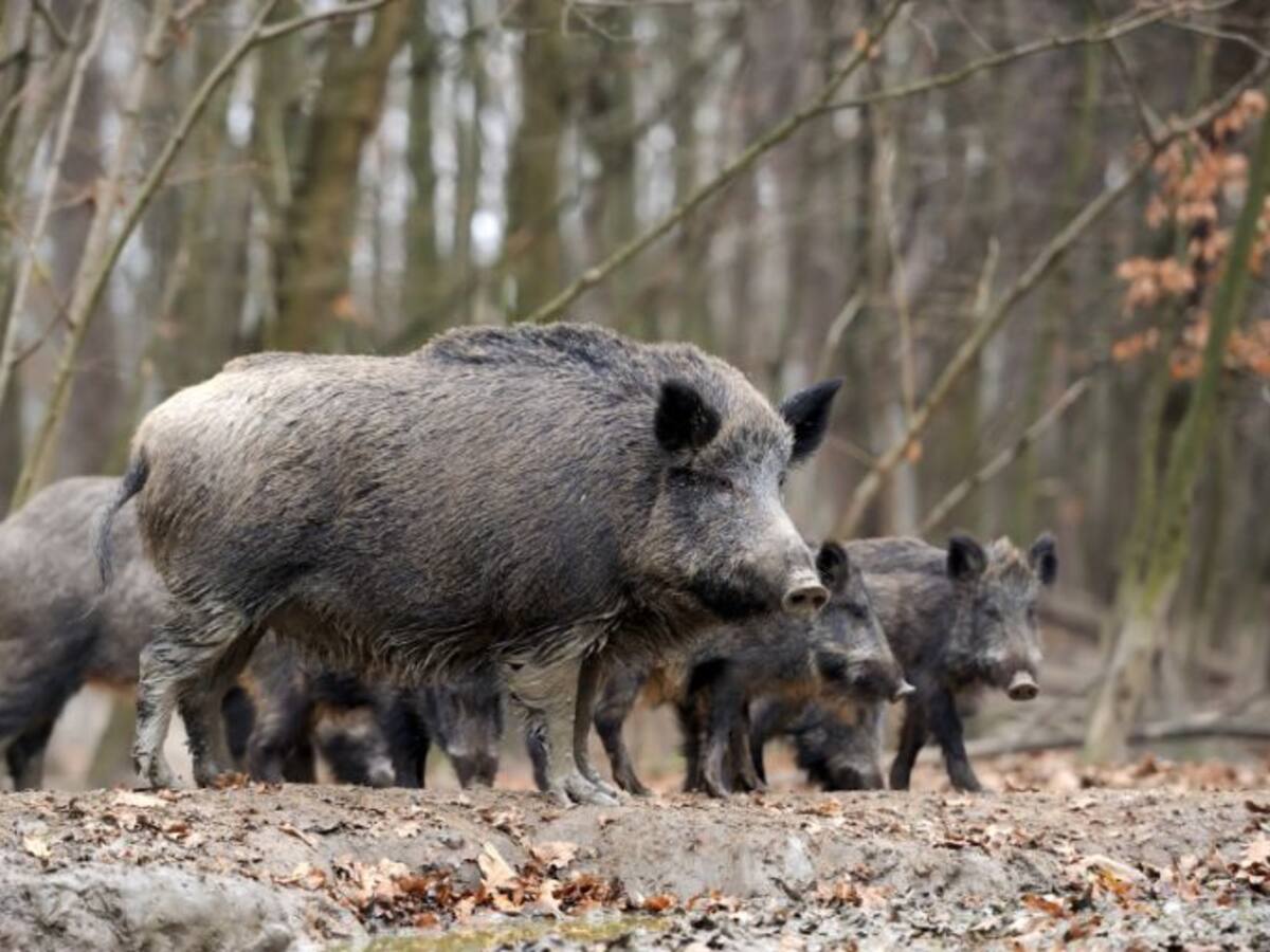 Una piara de jabalíes provoca un accidente múltiple en la A-30