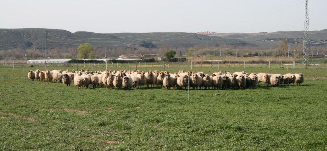 Rebaño de ovejas autóctonas