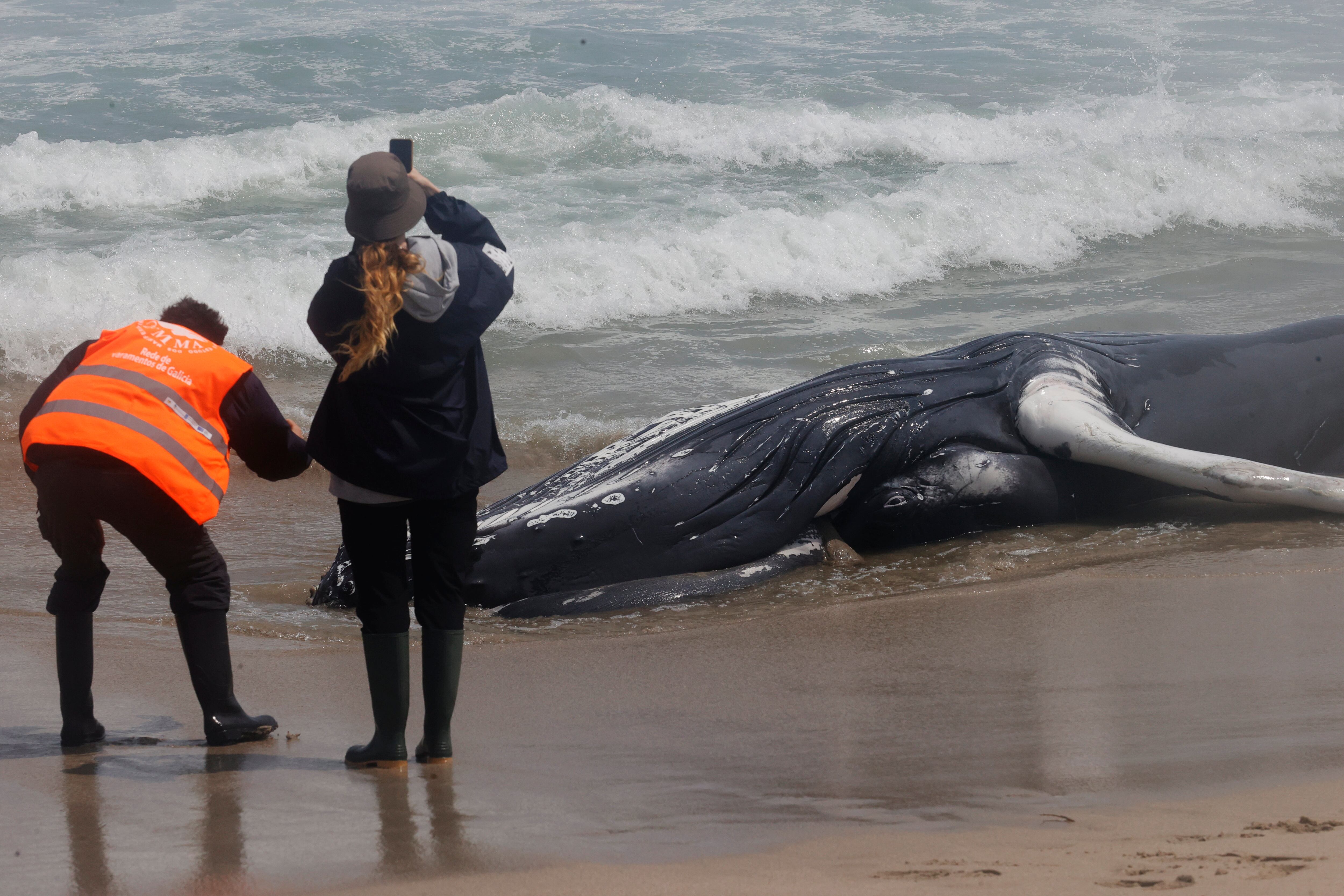 FERROL, 27/06/2023.-Vista de un ejemplar varado de una ballena jorobada, este martes en la playa de Marmadeiro, parroquia de Covas (Ferrol), ejemplar de unos 10 metros y especie que raras veces se avista por las costas de Galicia.- EFE/Kiko Delgado.