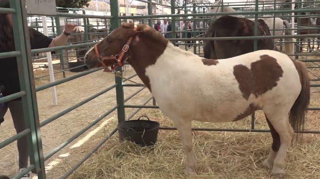 Vuelve la Feria del Ganado en Baeza