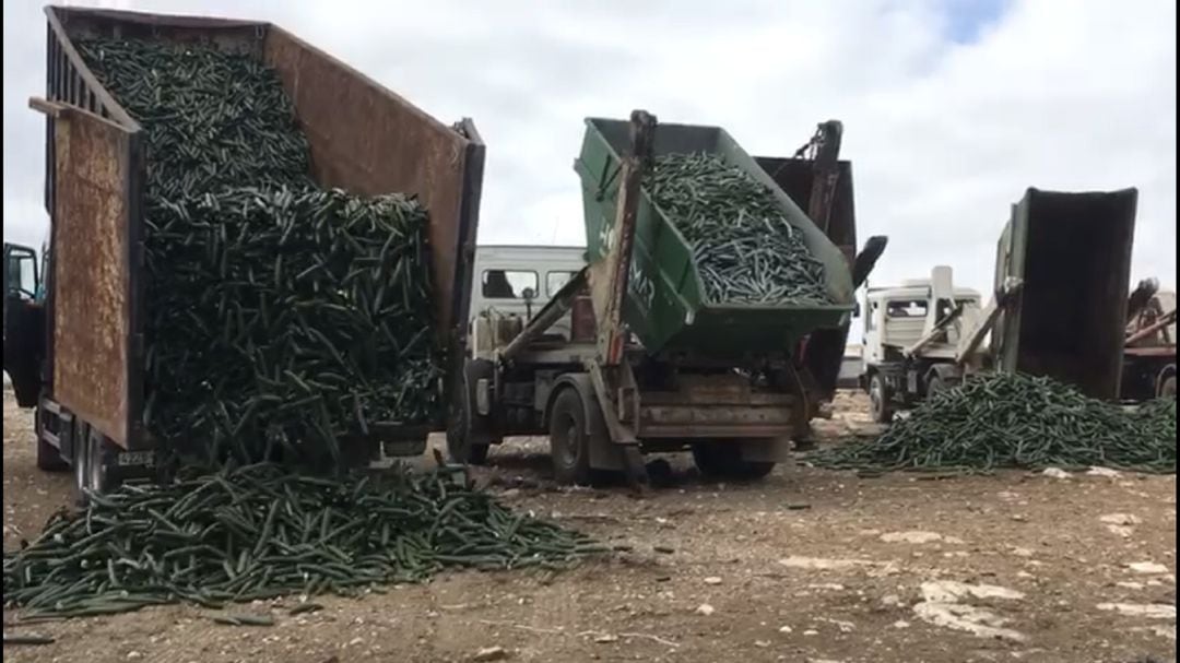 Camiones vuelcan pepinos como medida de protestas