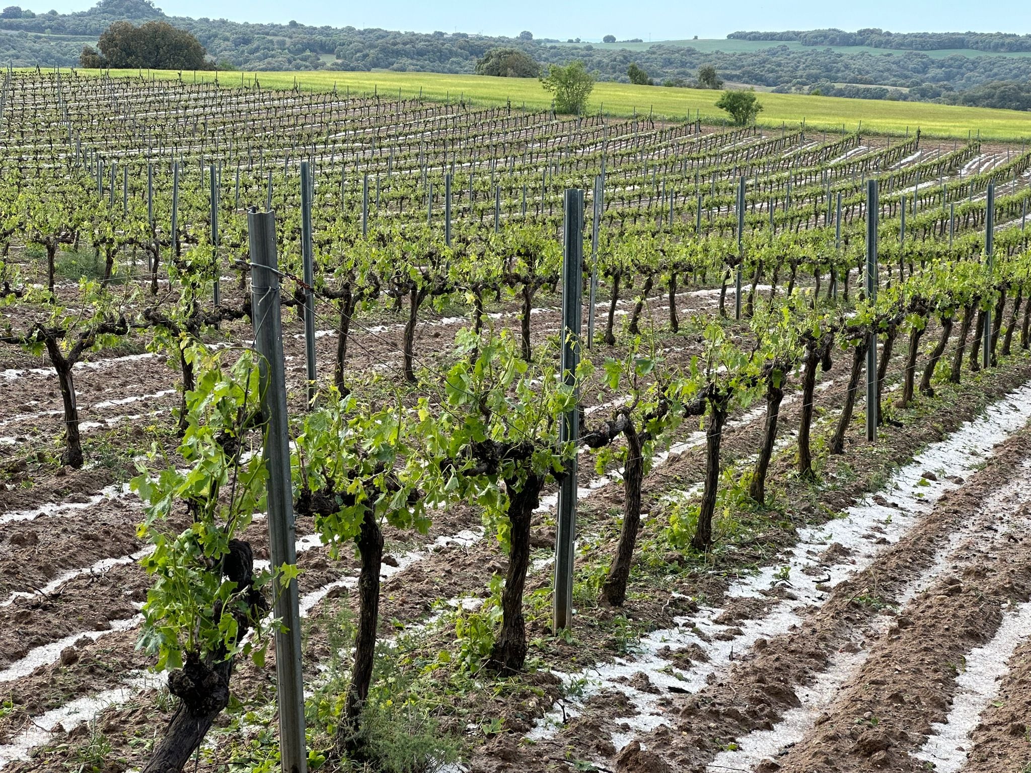 Los daños en el viñedo se valorarán a partir de este lunes. Foto: Jorge Gracia