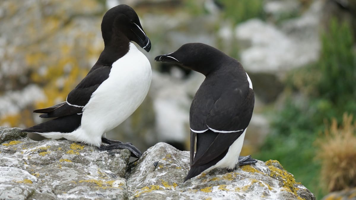 ¿Por qué están apareciendo alcas muertas, aves similares a los pingüinos, en las costas de la Región de Murcia?