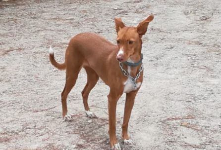 Jara, paseando 'suelta' por el espacio canino del Parque del Pilar