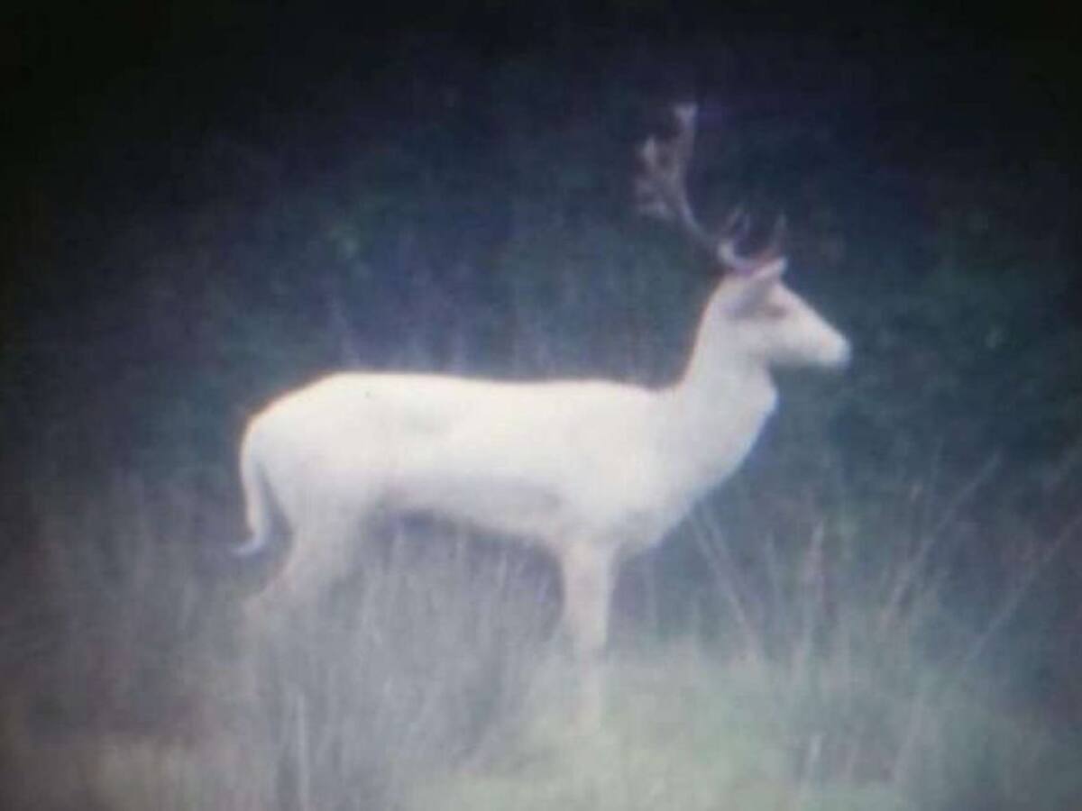 Jordi Sargatal: Una daina blanca als Aiguamolls de l’Empordà
