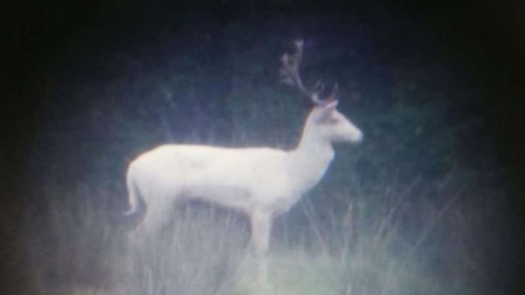 Jordi Sargatal: Una daina blanca als Aiguamolls de l’Empordà
