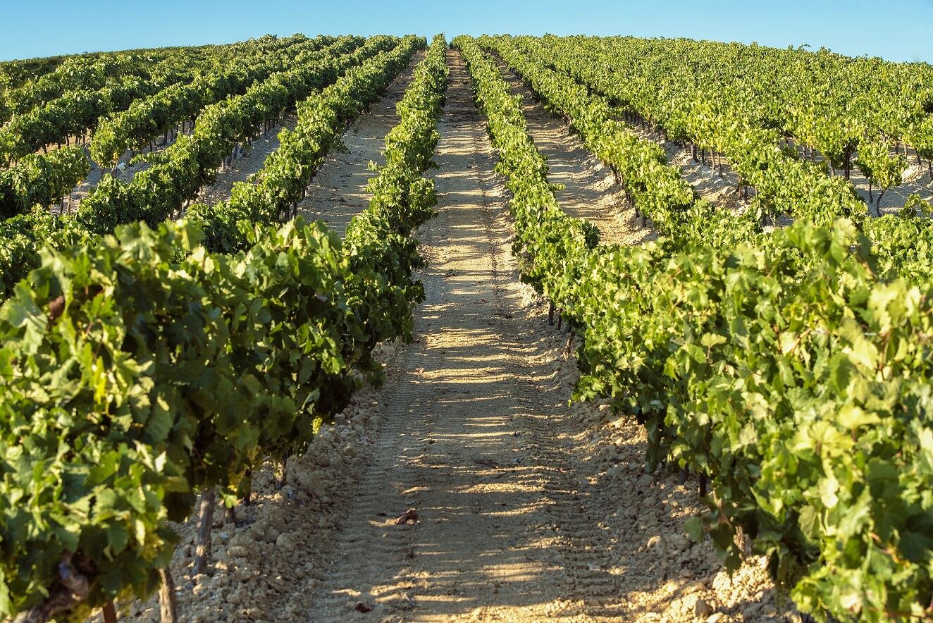 Viñas Marco de Jerez