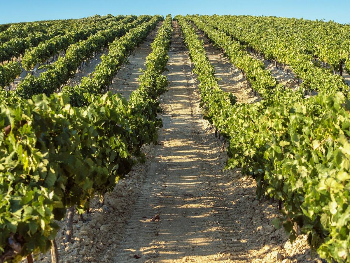 La Federació Espanyola del Vi incorpora com a socio a la bodega menorquina de Torralba