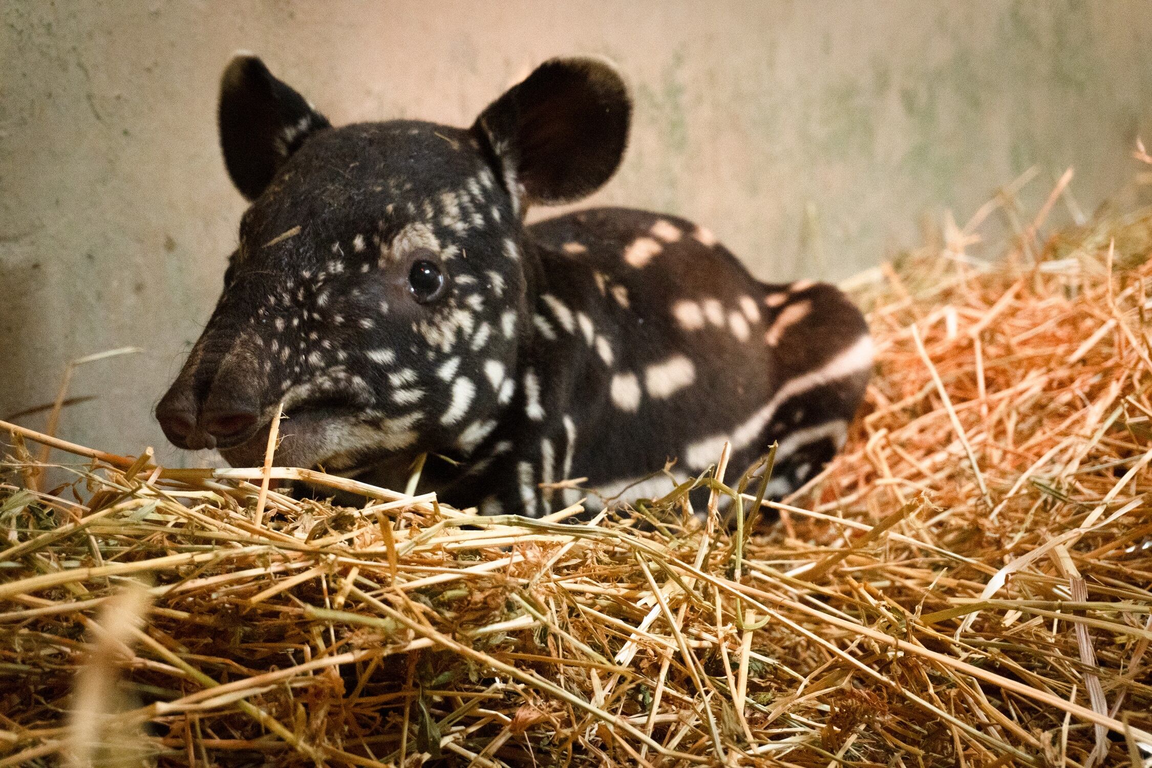 Bioparc Fuengirola marca un hito en la conservación: nace la primera cría de tapir malayo en España