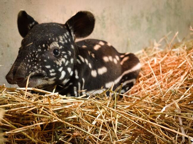 Bioparc Fuengirola marca un hito en la conservación: nace la primera cría de tapir malayo en España