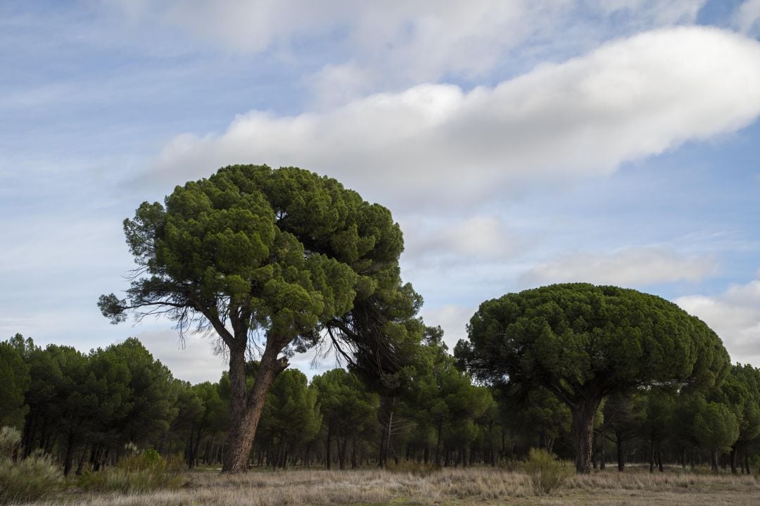 Imagen de un pinar de Pedrajas de San Esteban