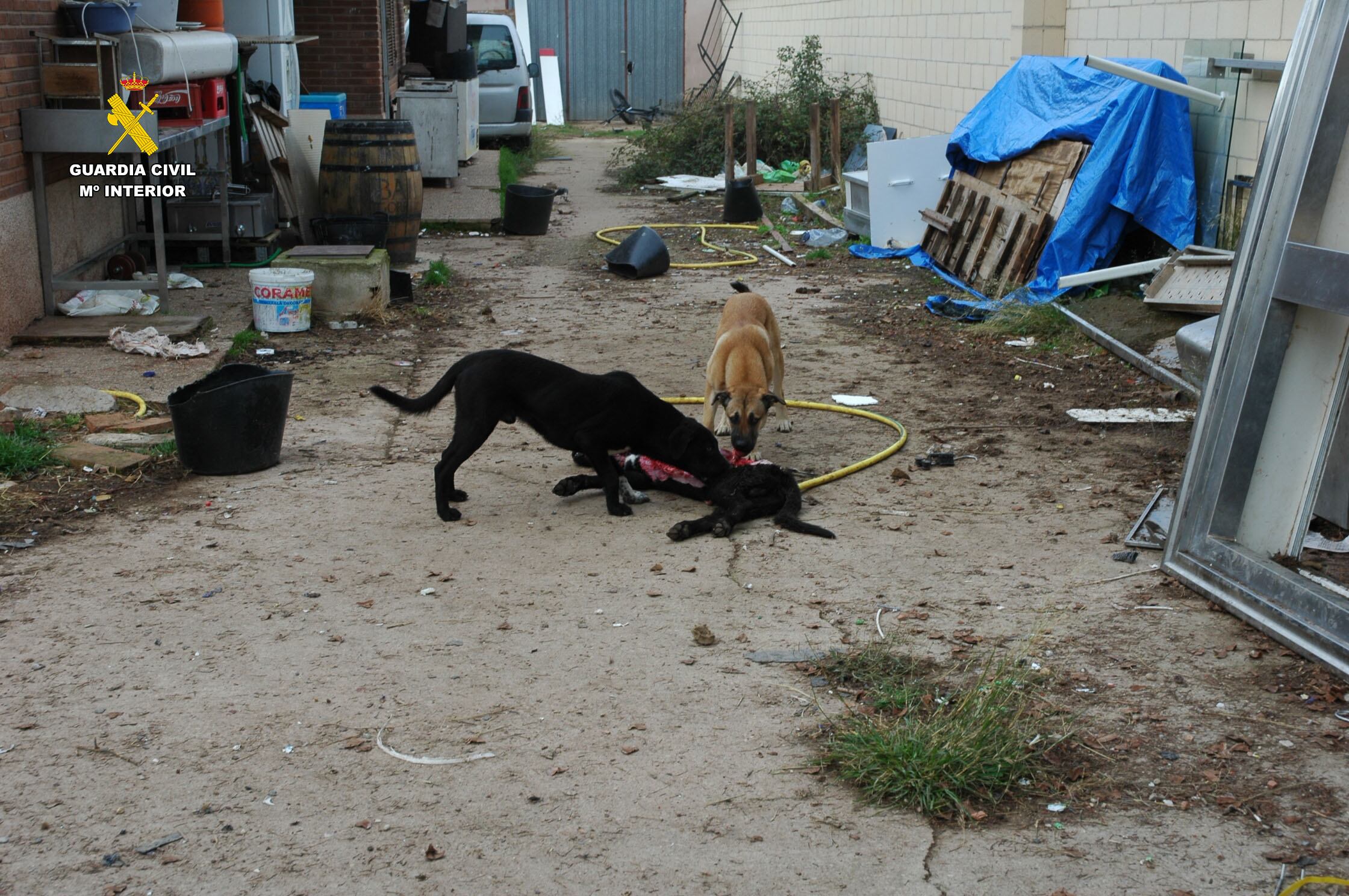 Maltrato animal en La Rioja: un perro muerto y otros seis abandonados, sin comida y rodeados de excrementos