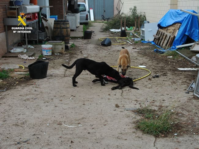 Maltrato animal en La Rioja: un perro muerto y otros seis abandonados, sin comida y rodeados de excrementos