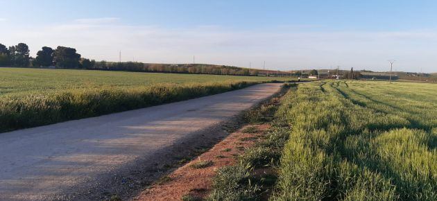 Imagen de una explotación agrícola de cereal en Calzada de Calatrava en Ciudad Real