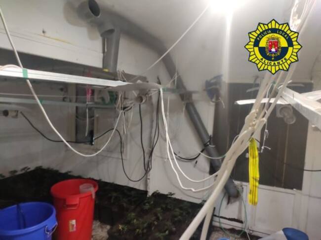 Plantación indoor en Alicante