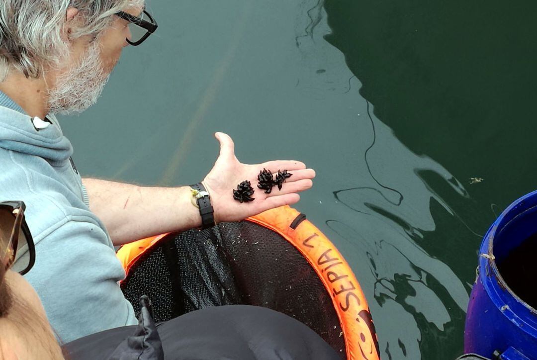 Ous de sèpia recuperats en el marc del projecte que s'està realitzant al litoral de l'Empordà des de fa tres anys, en una imatge cedida aquest 24 d'octubre de 2018. (Horitzontal)