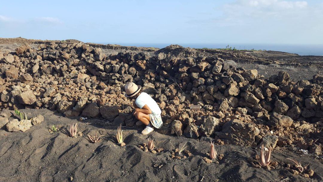 Huertos compartidos Lanzarote persigue la recuperación de las tradiciones agrícolas de Lanzarote y de terrenos en desuso.  