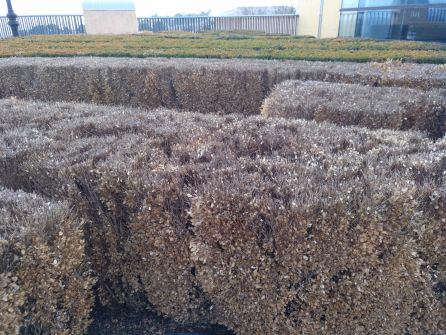 Aspecto que presenta el jardín de Boj de Rafael Moneo