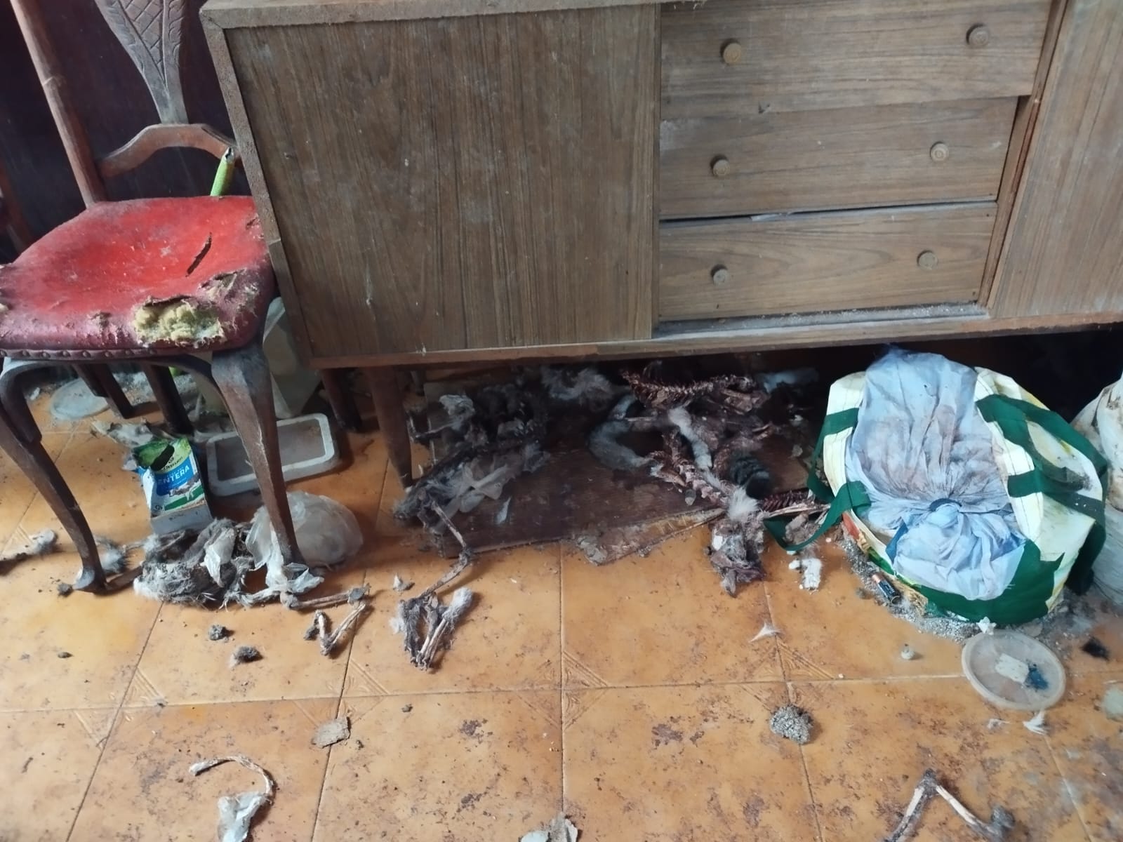 Restos de felinos encontrados en la vivienda de Piles.