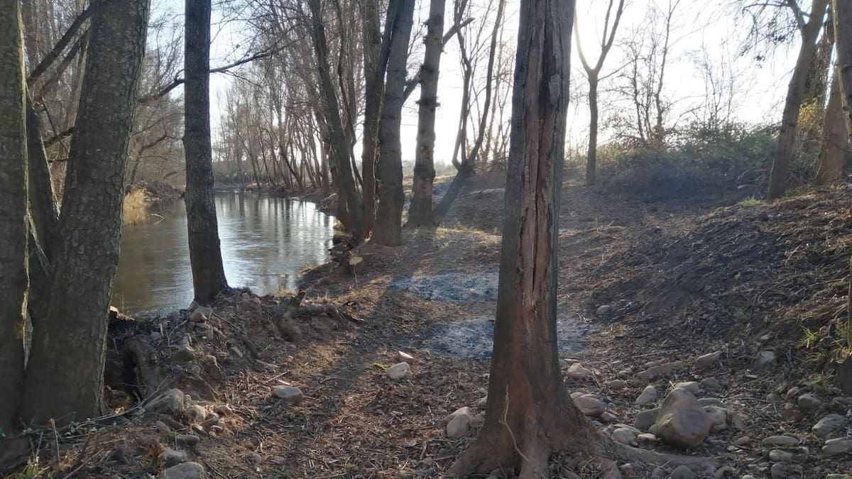 Entrevista a ecologistas y al alcalde de Torremocha de Jarama, por la denuncia sobre destrucción del bosque del Río Jarama