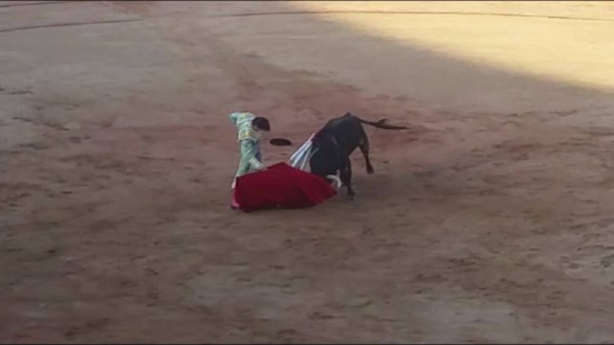 Una oreja por coleta