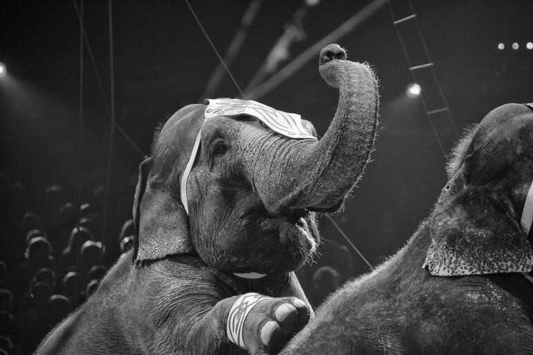 Esta imagen podría no volver a repetirse en Palencia tras aprobar el pleno del Ayuntamiento una moción para eliminar los circos con animales salvajes en la ciudad