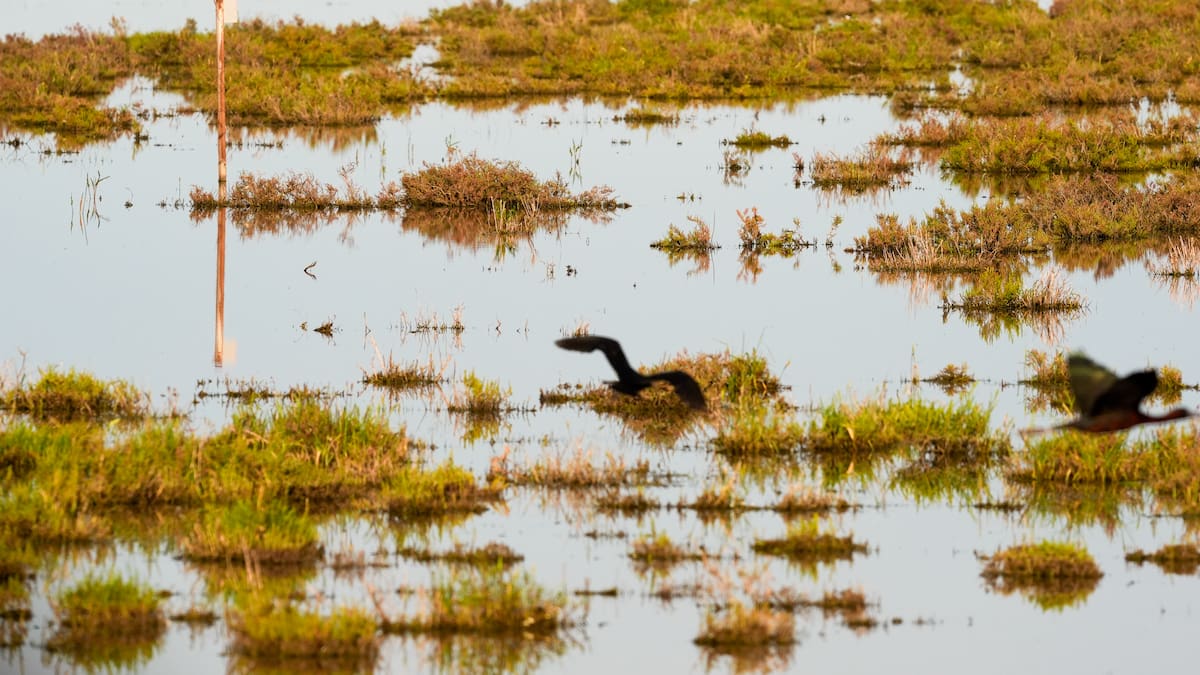 El director de Doñana señala lo más difícil de recuperar a pesar de las lluvias: "No es sostenible"