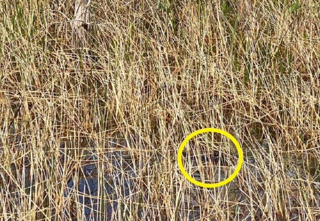 El cocodrilo está al acecho.