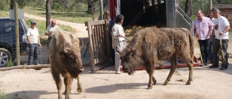 Un grupo de búfalas