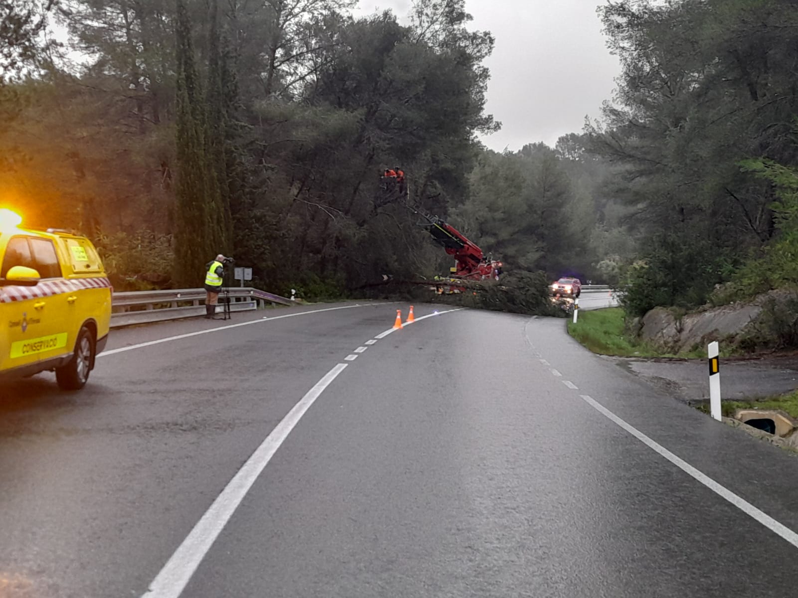 Árboles caídos por el temporal