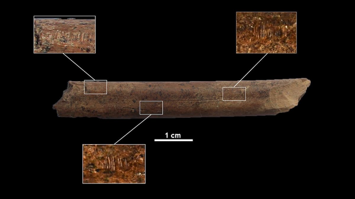 Terra Levis: últimas excavaciones en la Mesa de Miranda