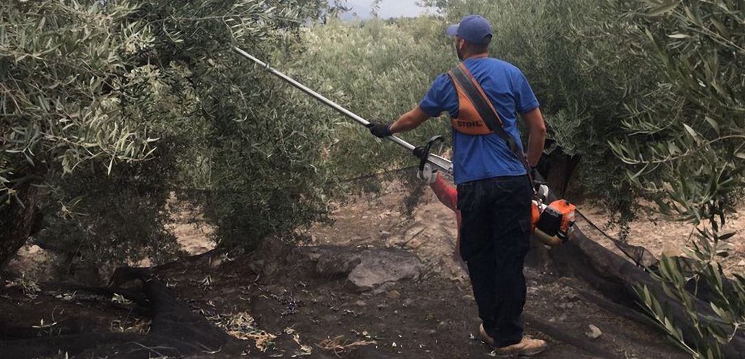 Un joven trabaja en la aceituna.