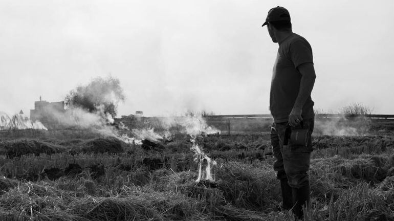 Crema de la palla de l&#039;arròs (arxiu)