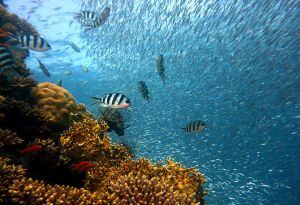 Rutas submarinas por la Costa Blanca