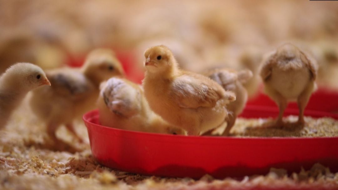 La granja de Hueto Abajo tiene capacidad para 22.000 pollitas