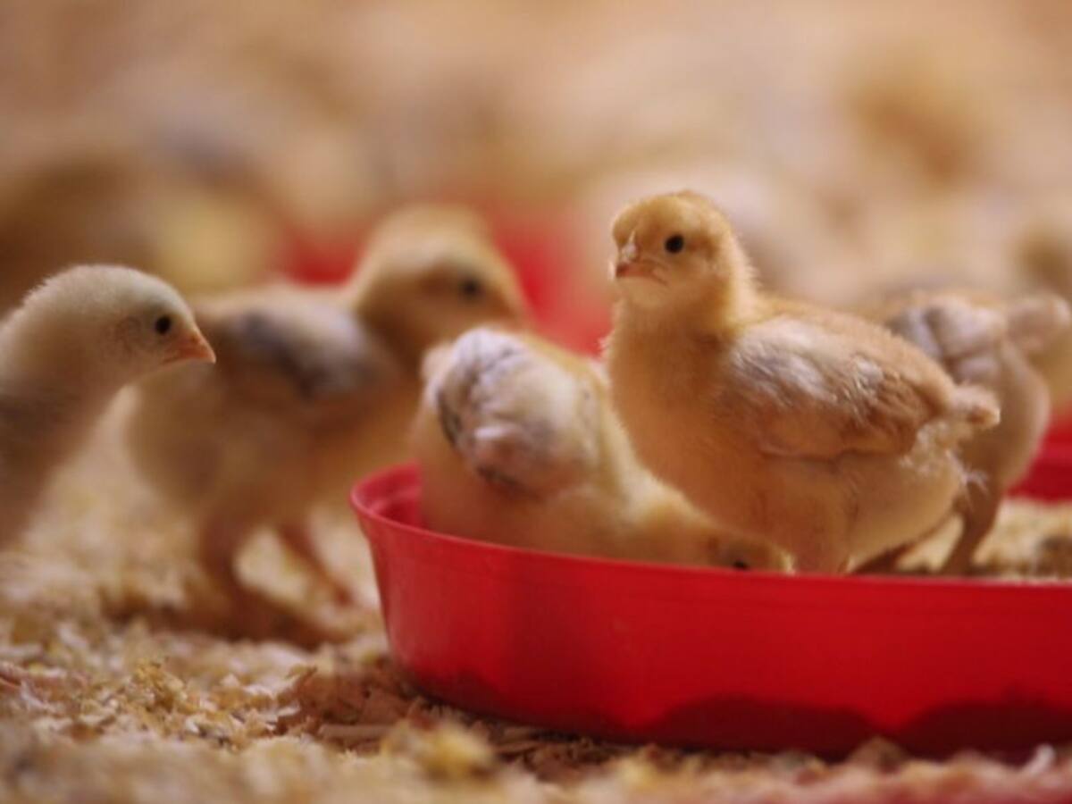 Euskaber inaugura la primera granja de recría de pollitas de Euskadi