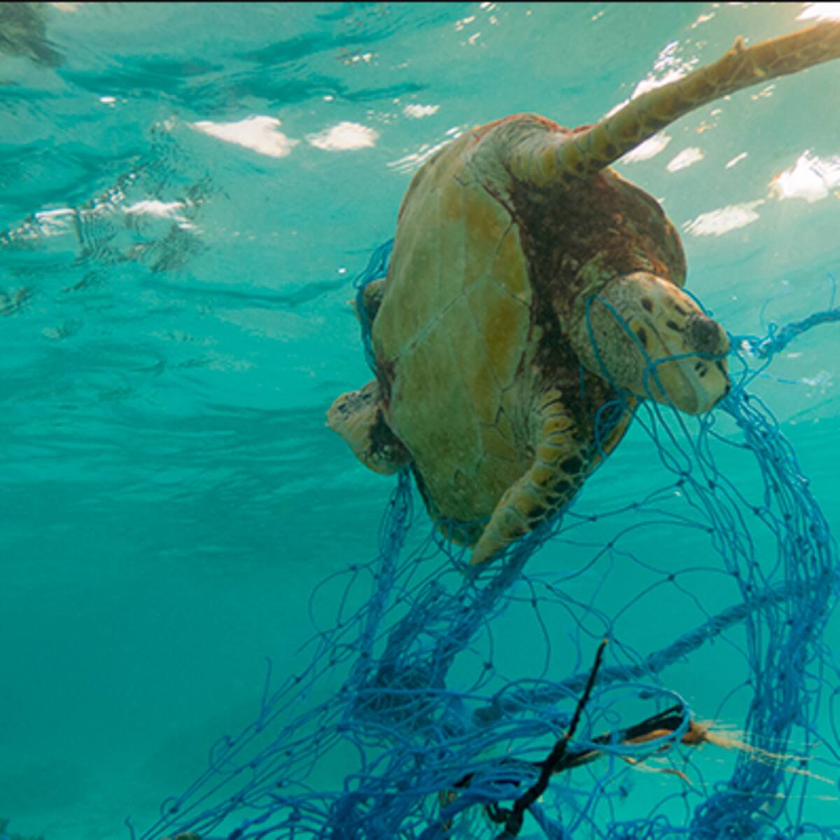 EnergyLab y el Instituto de Investigacións Mariñas de Vigo lanzan Polybris, un proyecto para valorizar residuos plásticos marinos