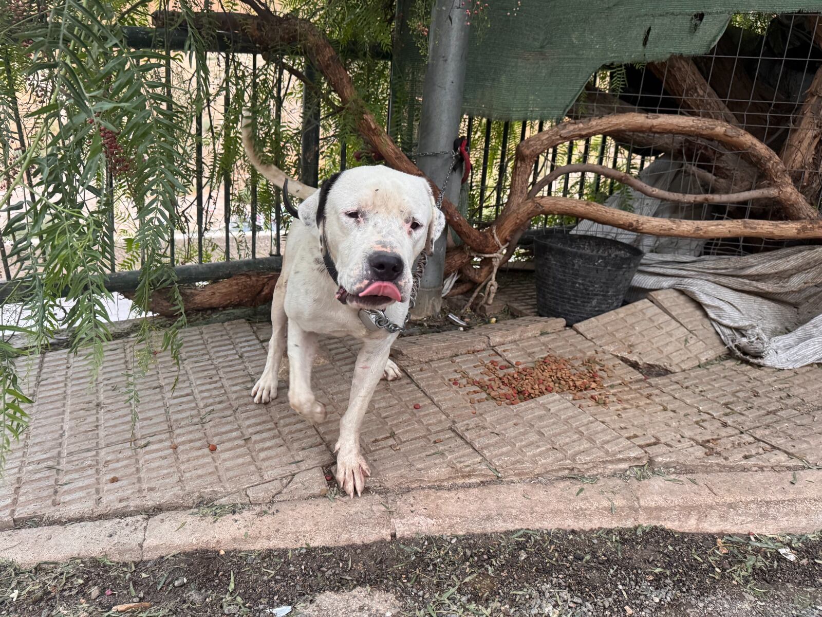La Policía Local de Lorca y la Policía Nacional rescatan a un perro en situación de abandono.