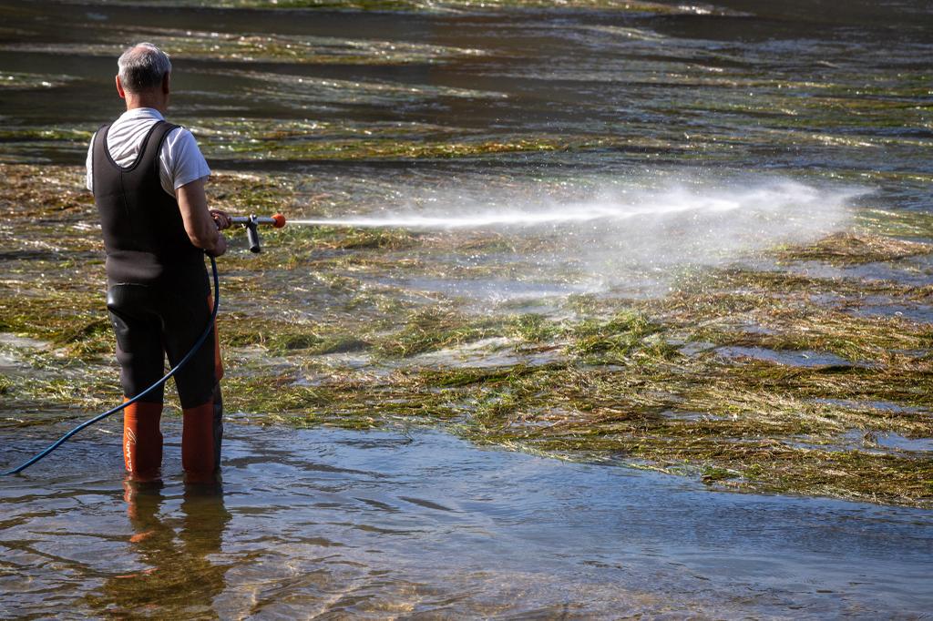 La mosca negra ha llegado al río Ebro antes que otros años, motivada por la ausencia de riadas que arrastren y arranquen las algas