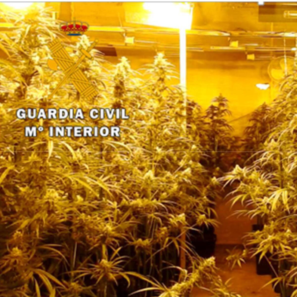 La Guardia Civil desmantela una plantación de marihuana en el interior de una nave industrial en Mojados