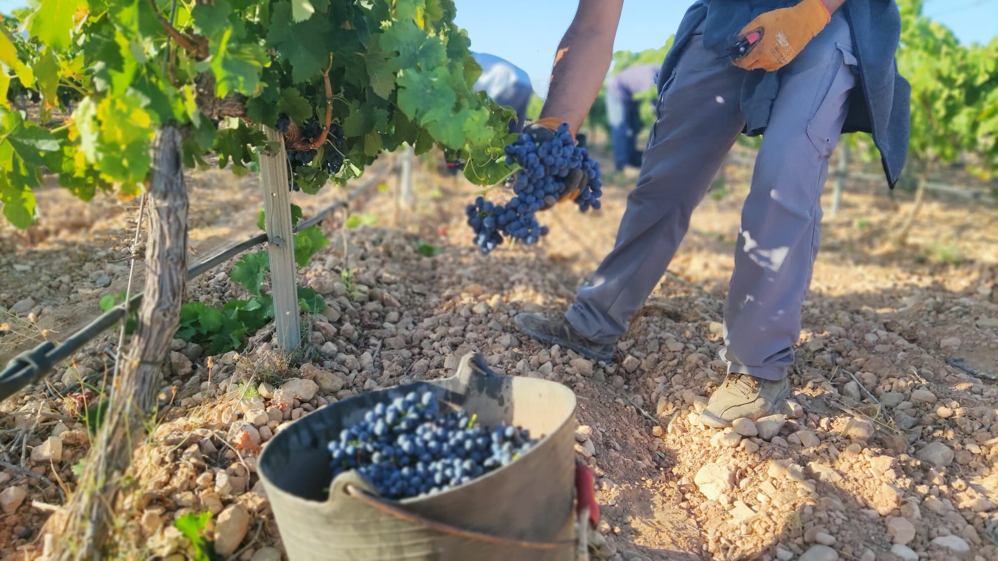 Imagen de la campaña 2023/2024 de la vendimia en Jumilla