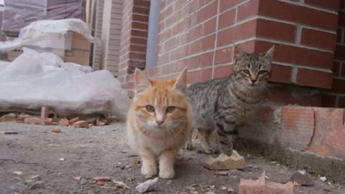 Libera denuncia que el Concello da Coruña ha abandonado el control de los gatos callejeros