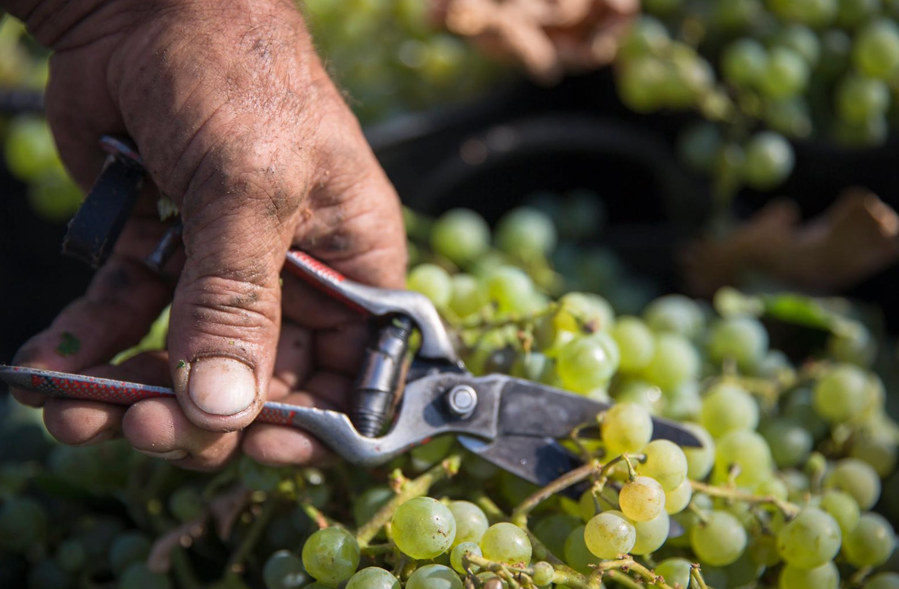 Recogida la la uva en un viñedo del Marco de Jerez