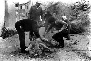 Momento de la matazón del cerdo en algún pueblo de Cuenca.