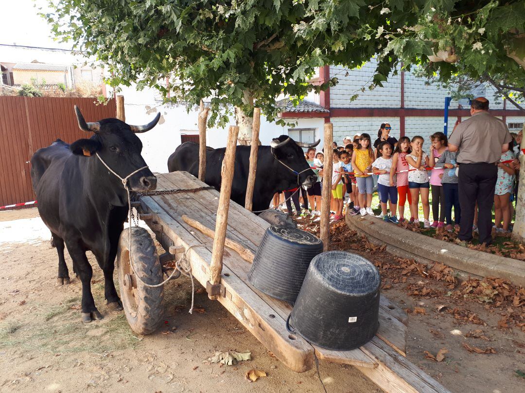 Los bueyes se exhibieron en el parque de La Cava de Roa.