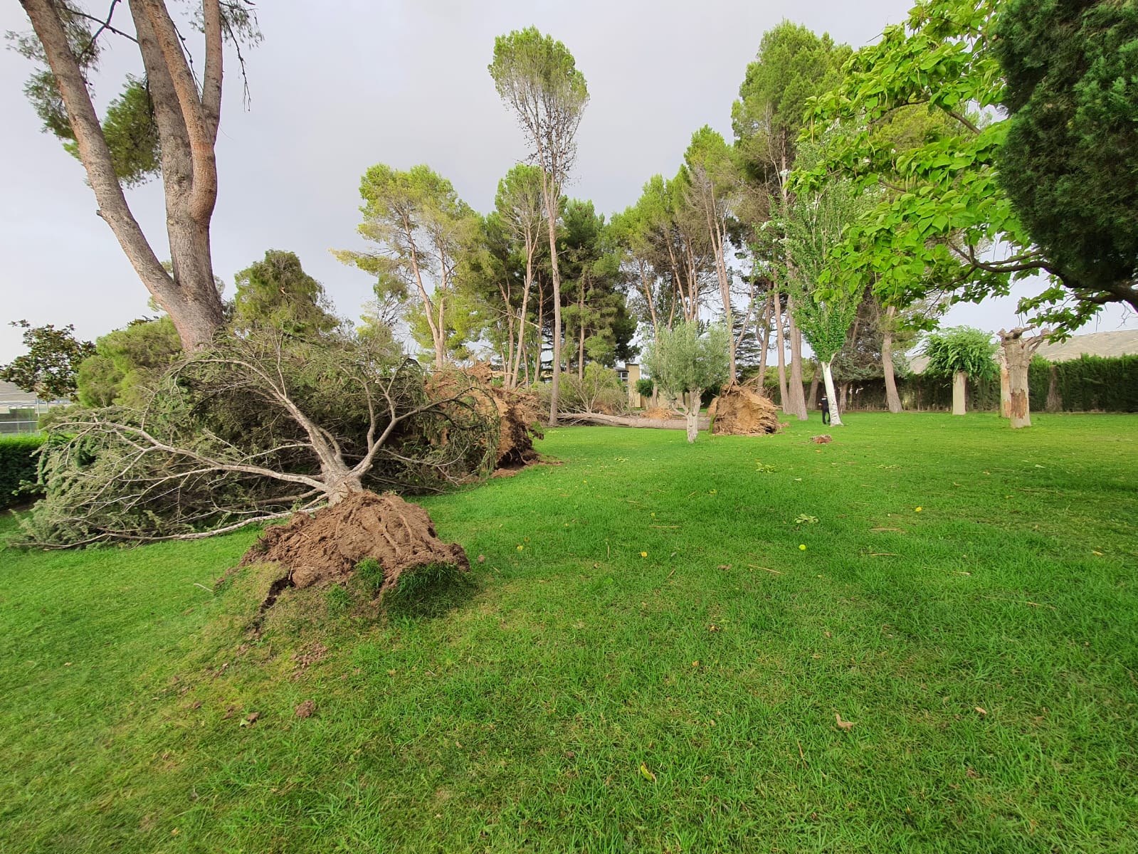 Arboles caídos en la Ciudad Deportiva