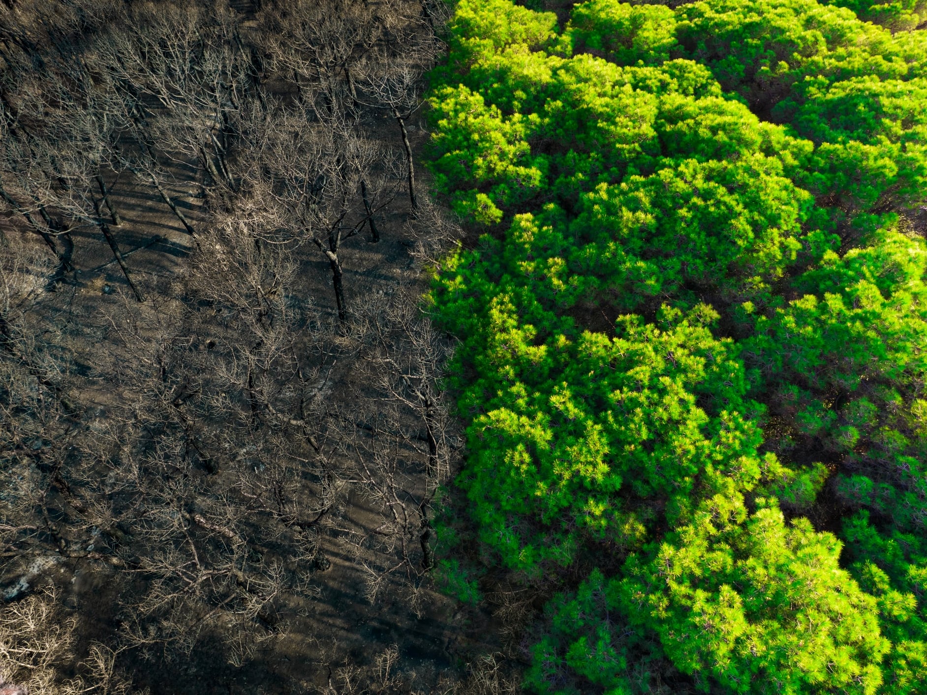 Comparación de medias particiones del antes y el después de un incendio forestal en el Mediterráneo