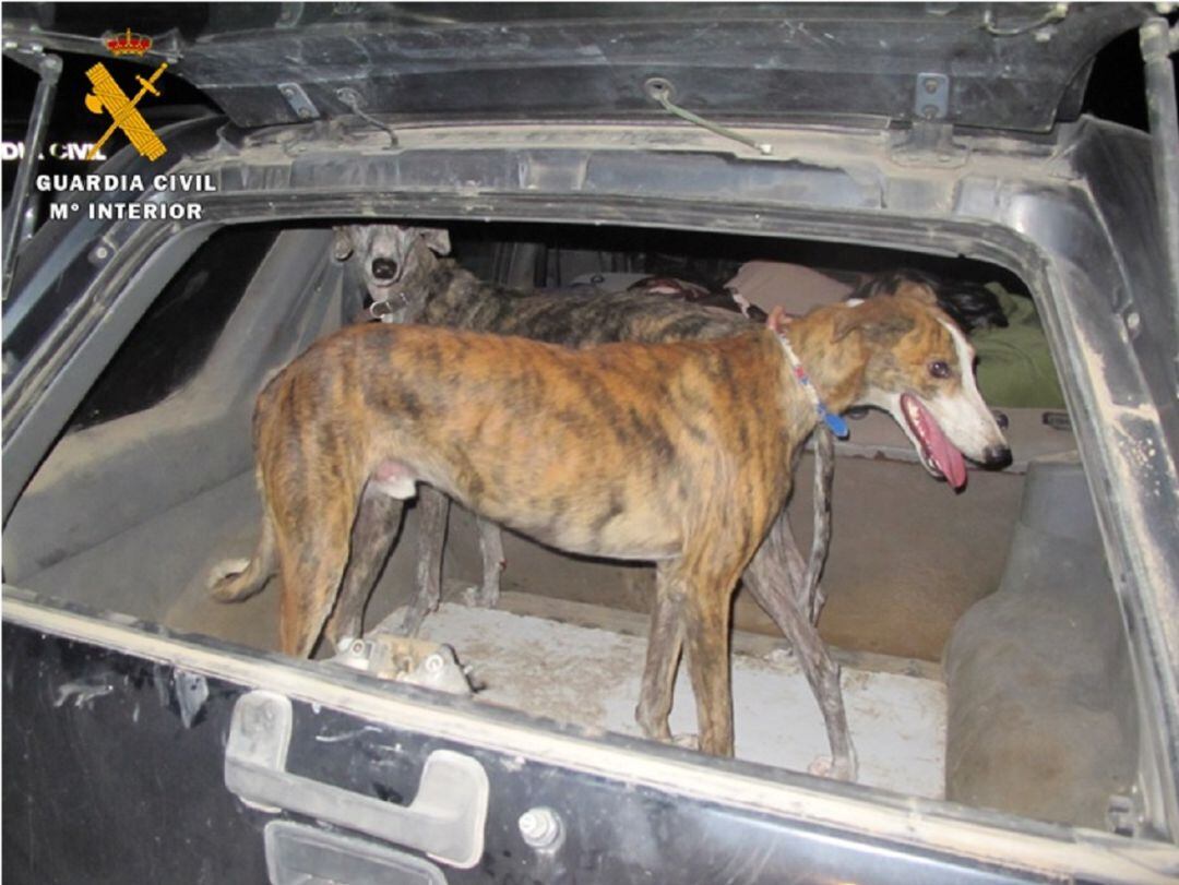 Los galgos utilizados durante la caza