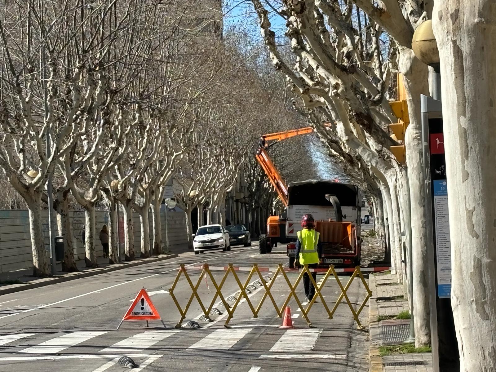 Trabajos de poda en la avenida Martínez de Velasco