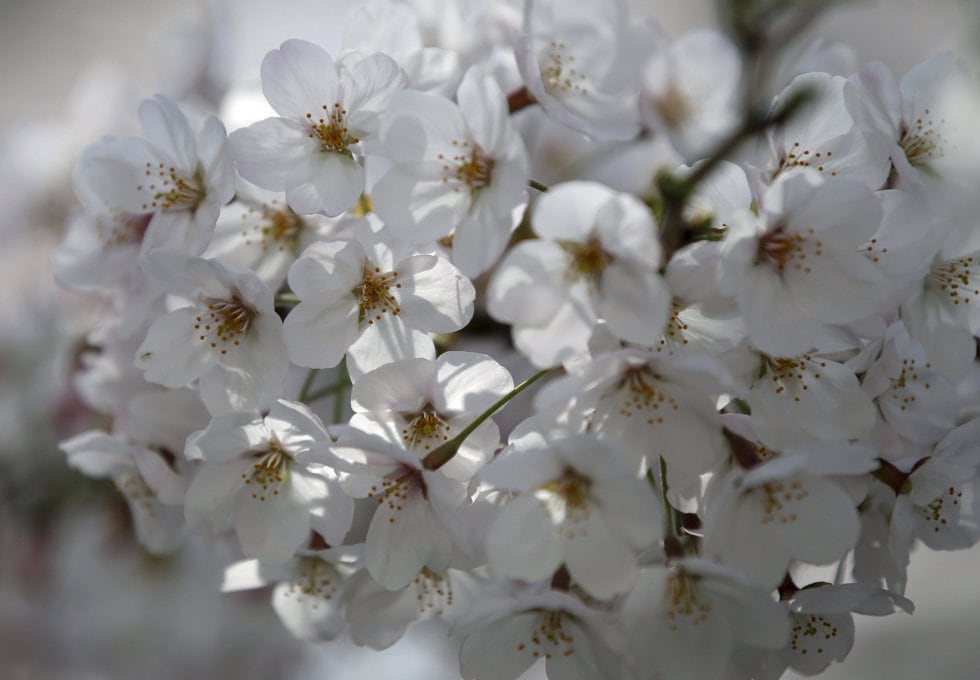 Los cerezos en flor del valle del Jerte.